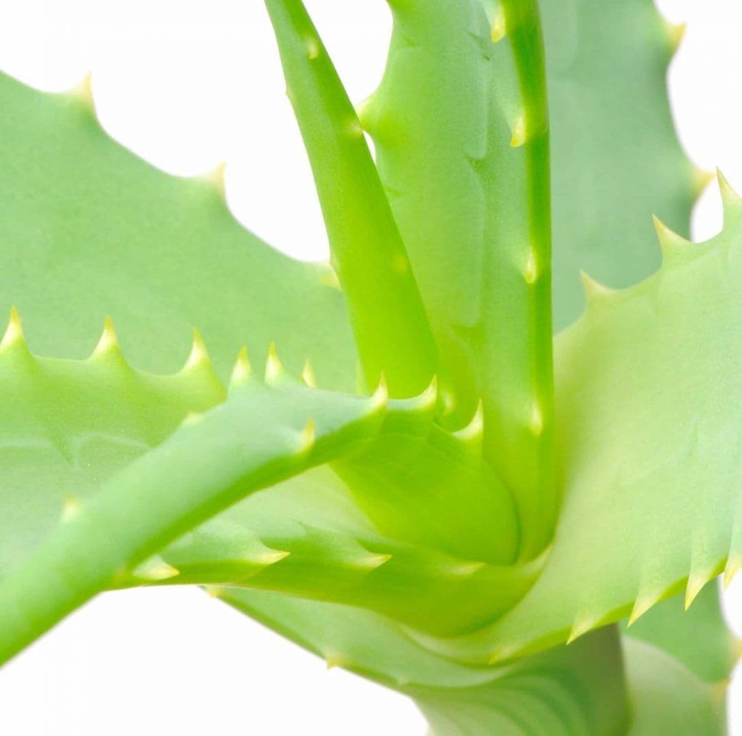 Enzyme Exfoliator