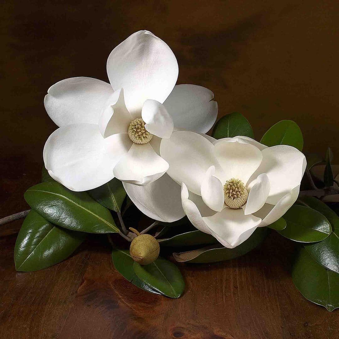 Magnolia 極致保濕化妝水