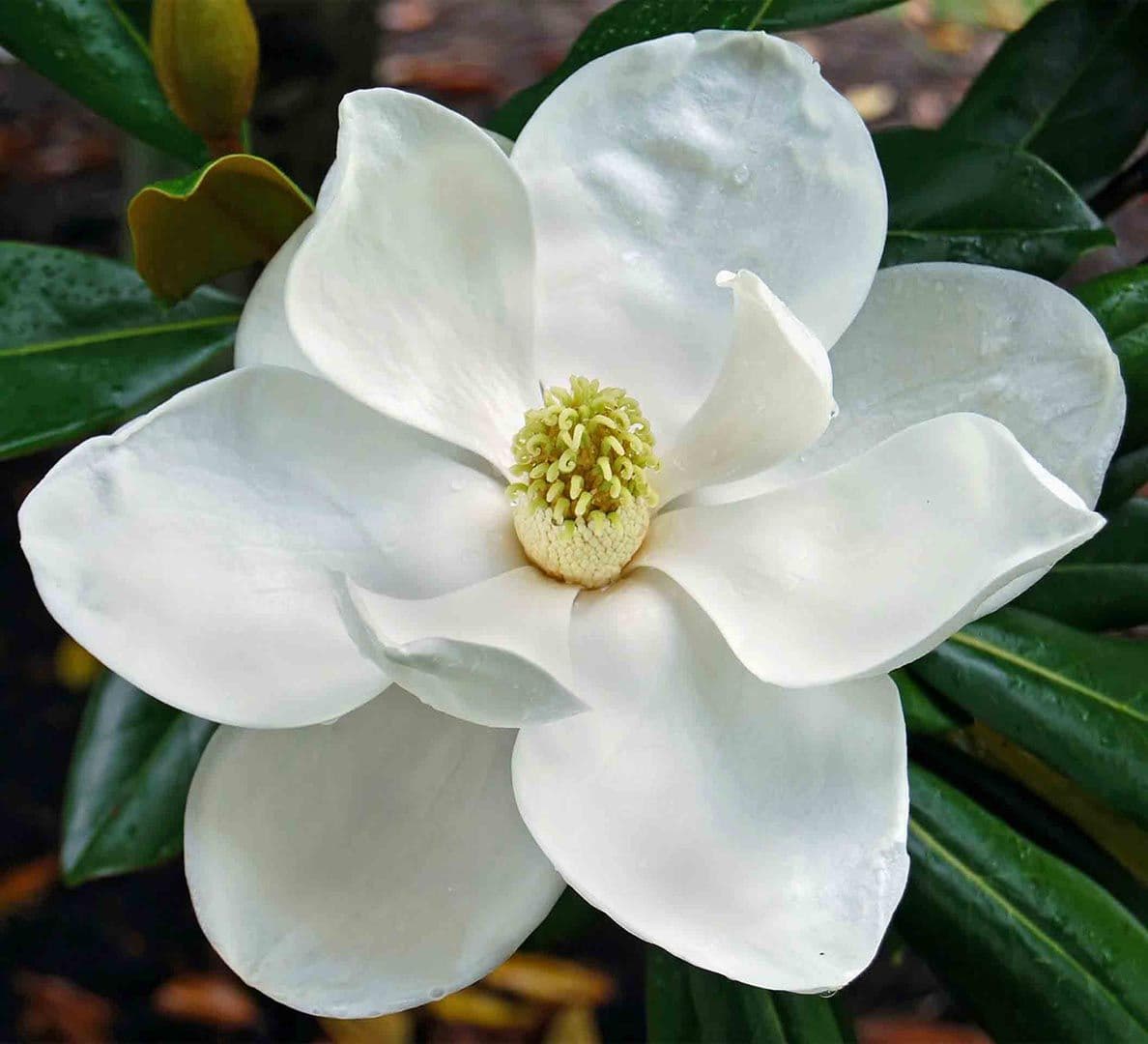 Magnolia 深層潔面凝膠